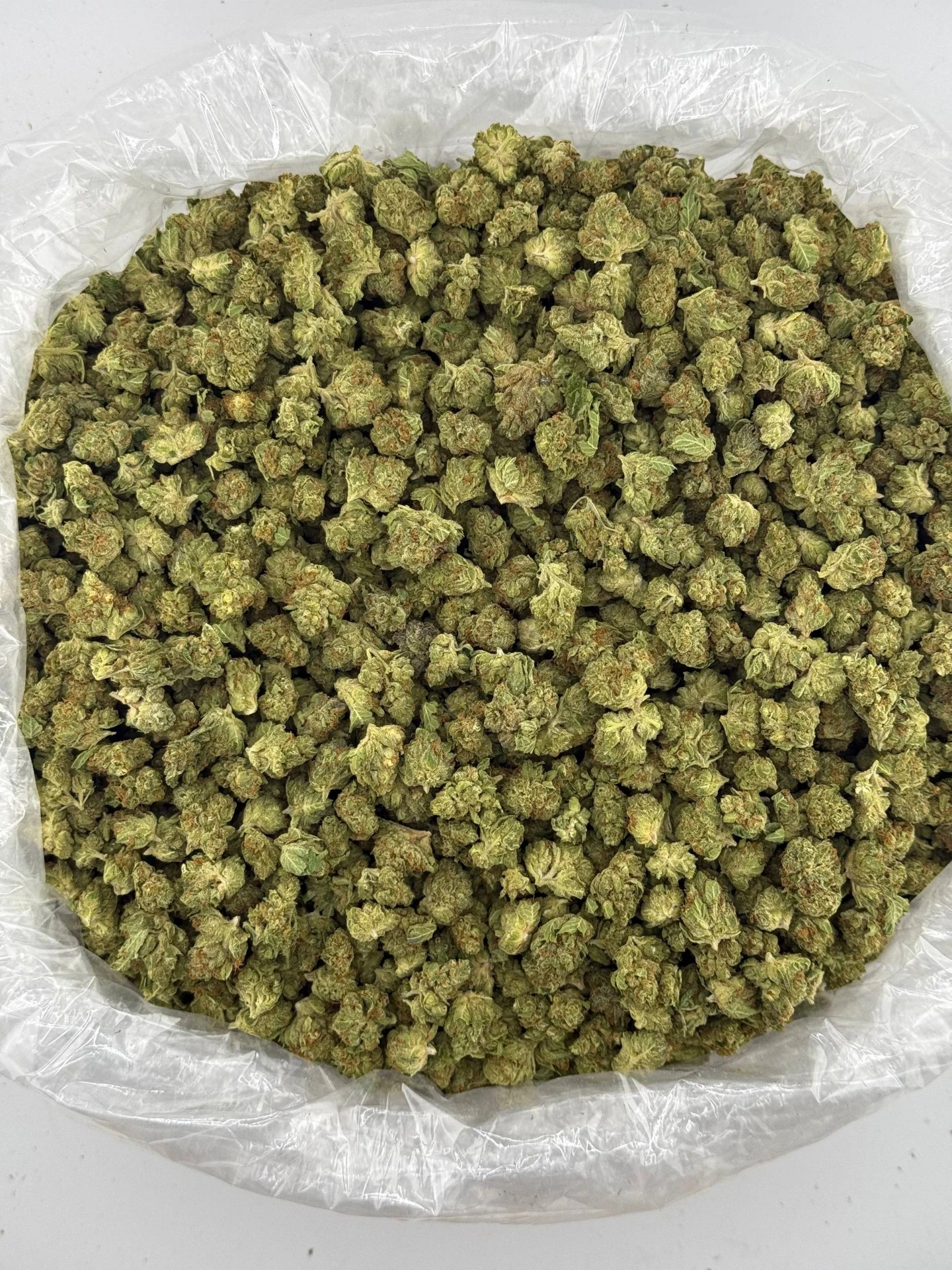 [HS062-002] Gelato 33 - Flower - Med