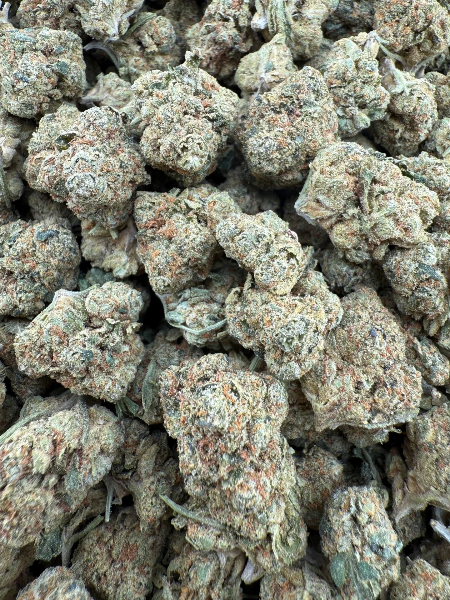 [HS068-002] Barney Biscotti - Flower - Med